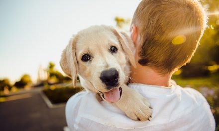 Dating: LGBTQ Relationships Strengthened By Adopting A Dog